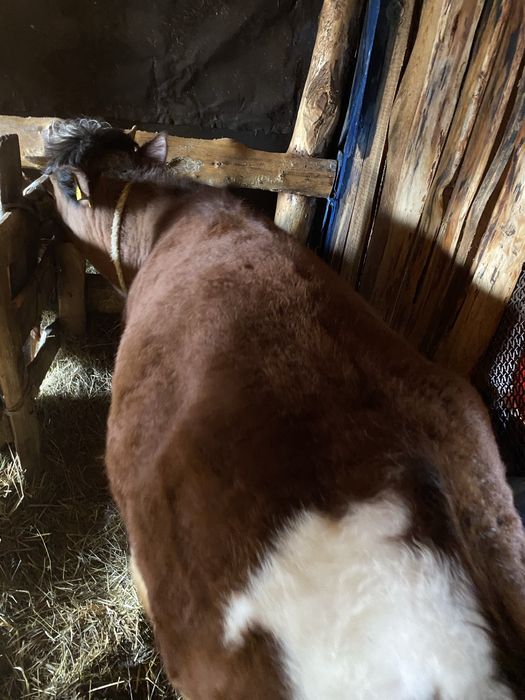 Тайша семіртілген