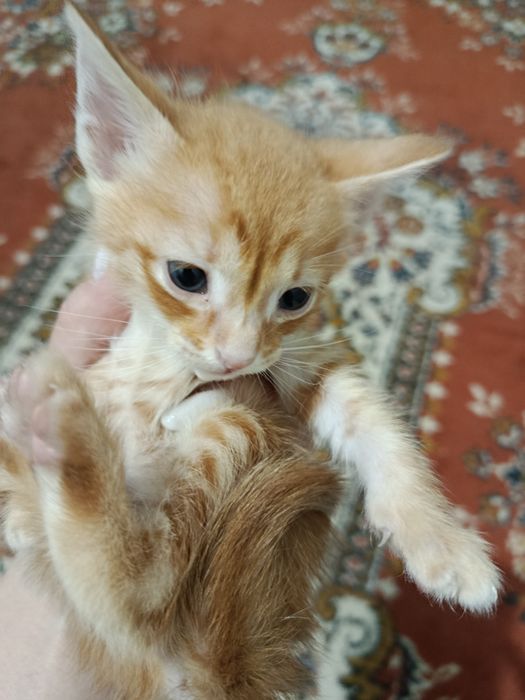 Продам котят (все мальчики)