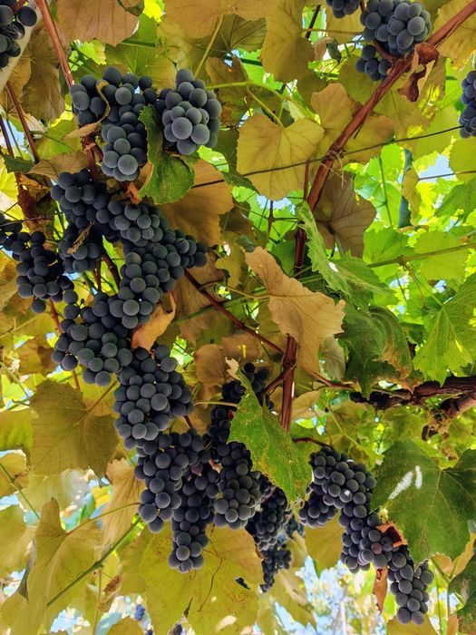 Struguri de vin dulci și zemoși