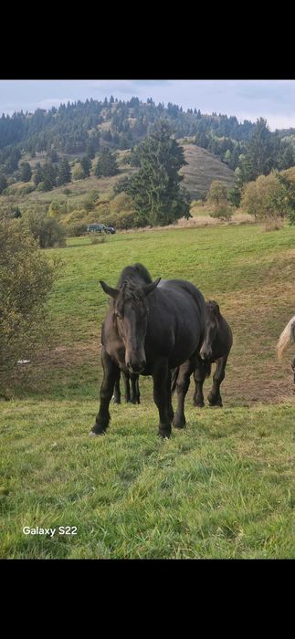 Iapa din 2020 dangalizata sange rece unguresc