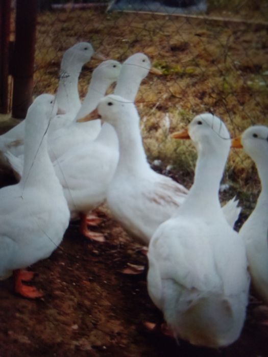 Boboci de rață rasa grea