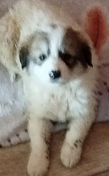 .Бесплатно щенки, собачки,  кошки, коты.