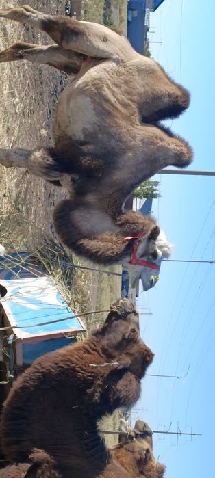 Продается верблюдица белая.