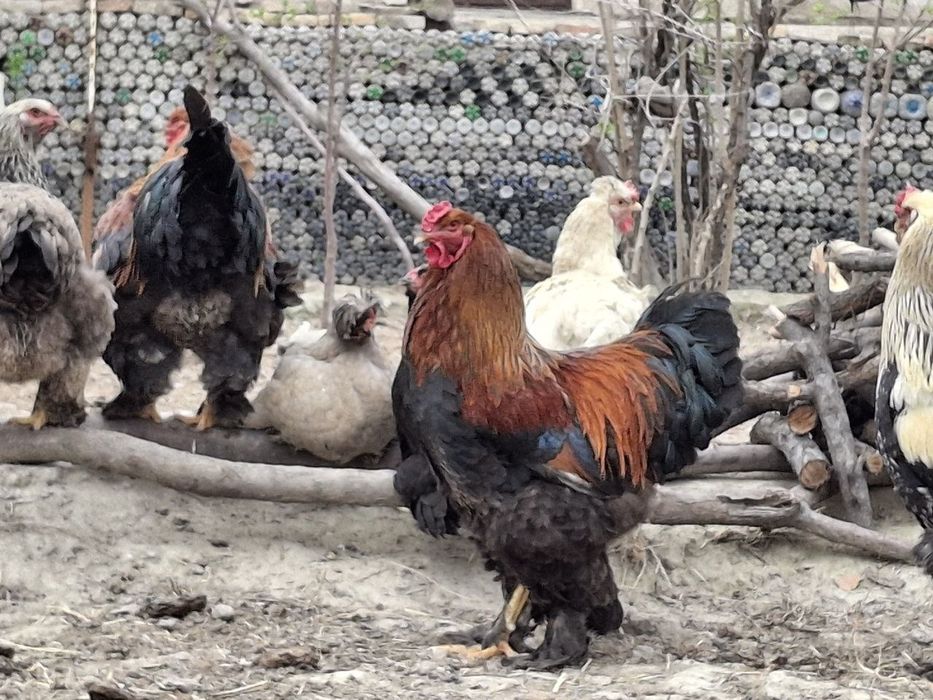 Брама хорозлар сотилади