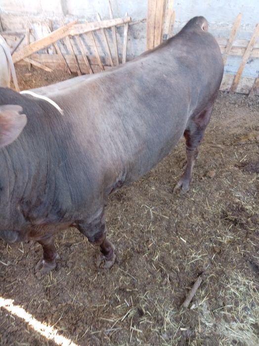 Екі бұқа сатылады