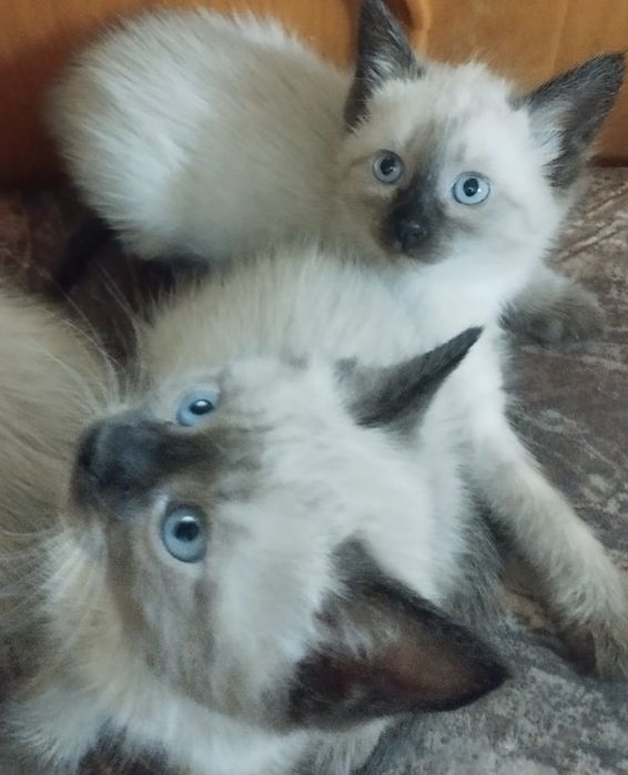 Красивые, сиамские котята