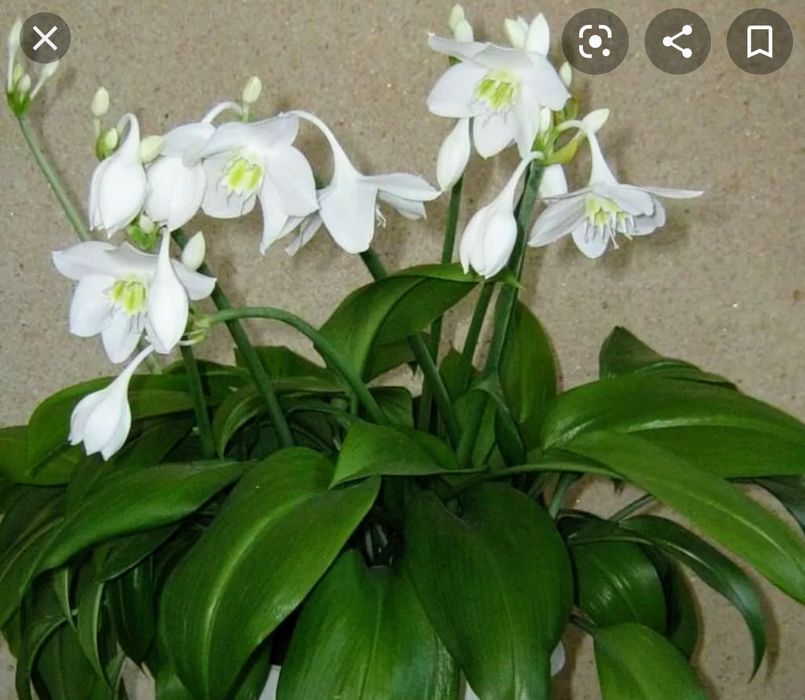 Лилия отросток продам