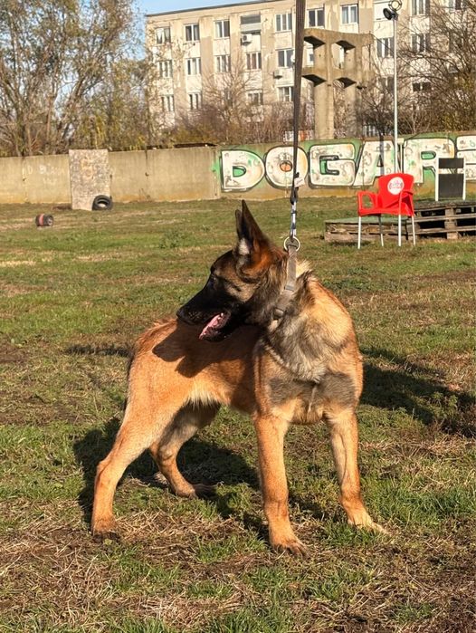Malinois mascul cu pedigree