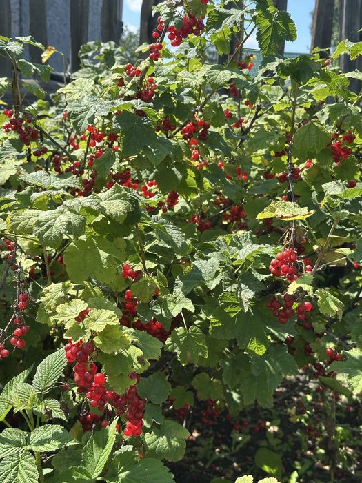 Продам дачу в СО «Химик»