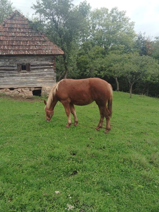 De vânzare mânz ciocolatiu 1,2 luni și mânză sarga 1,3 luni