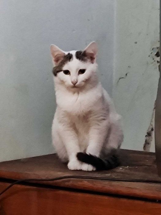 Котик Бобрик ищет дом