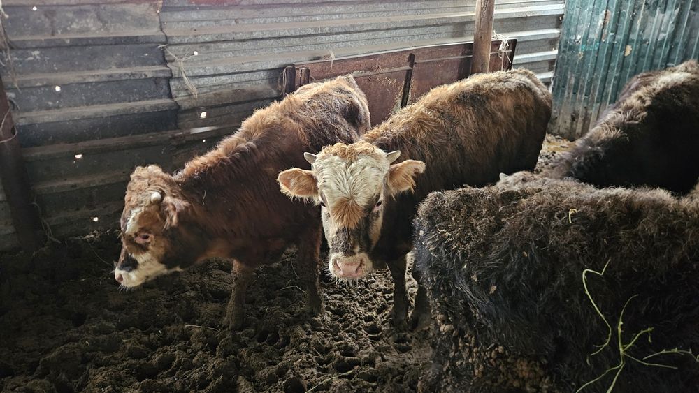 Бычок годовалый.