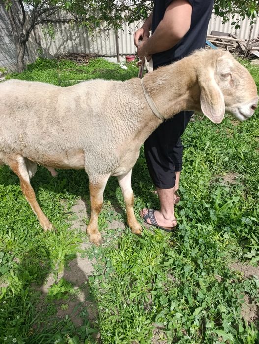 Кочкар арашан продам