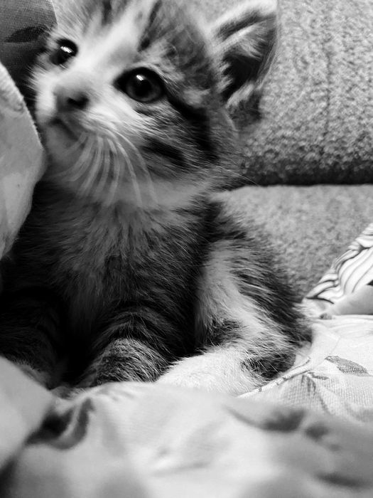 Отдам котёнка в добрые руки