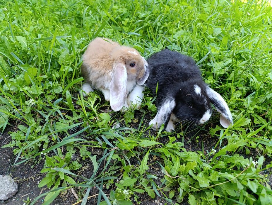 Кролики французский баран