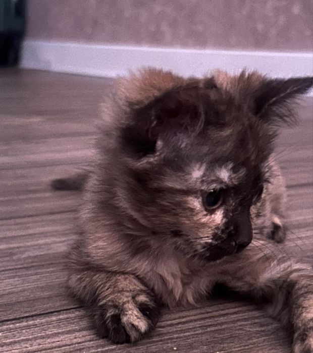 Котенок, хорошо ловит мышей