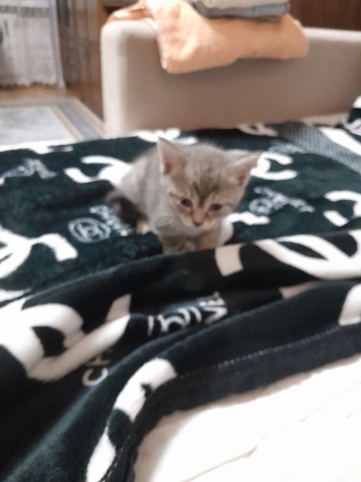 Котики милые маленькие