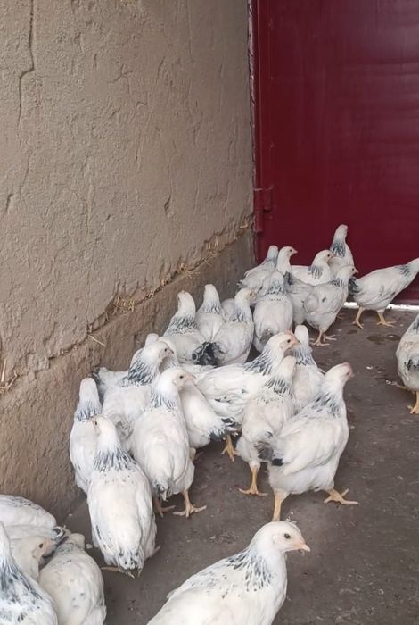 Адлер, Кучин қораздары сатылады