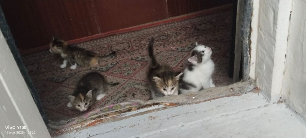 Кошка бесплатно возможно.