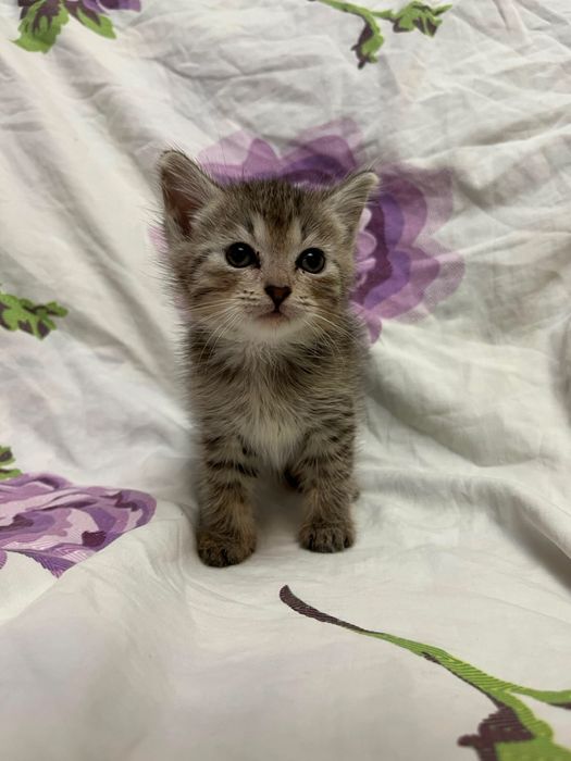 Маленькие, игривые котята