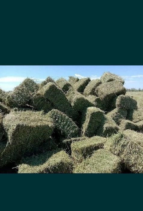 Продаю сено тюковой - Корма для сельхоз животных Кошкарбай на Olx