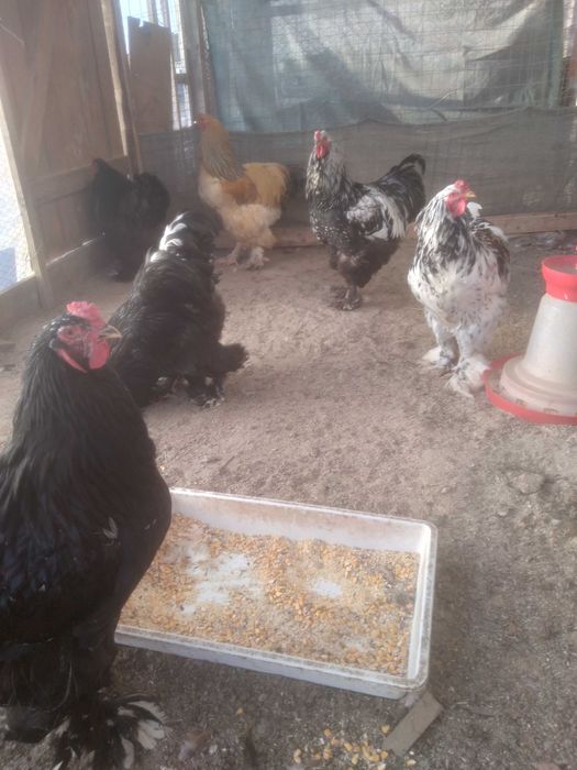 Brahma, vanzare sau schimb