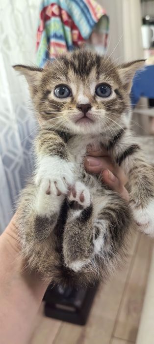Продам котят. месяц