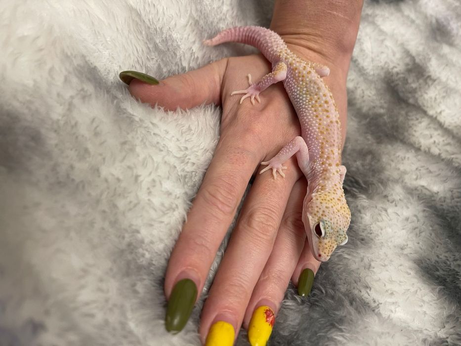 Продам ручных эублефаров