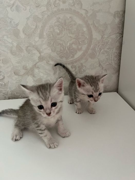 Кошка шиншила девочка