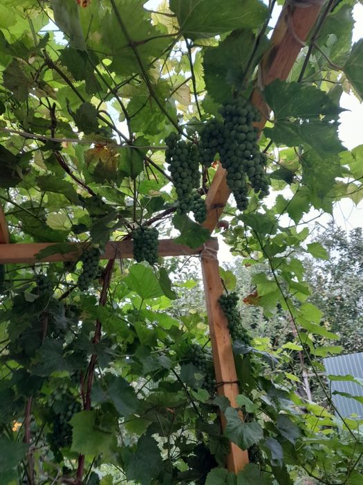 Продам дачу в обществе Парус