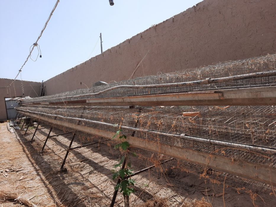 Tovuq katak sotiladi