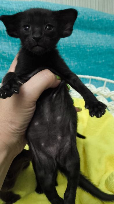 Ориентальный котёнок