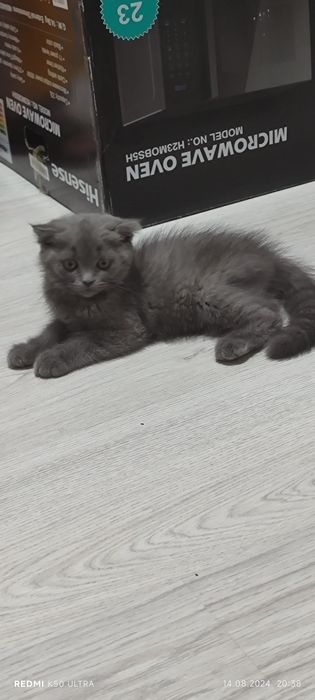 Котята шотландские