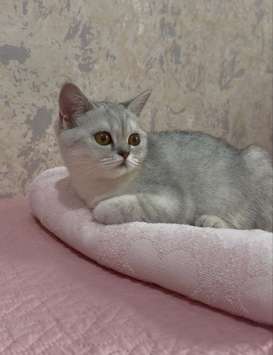 Котенок-девочка 4 месяца