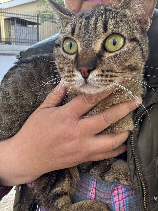 Котята бесплатно