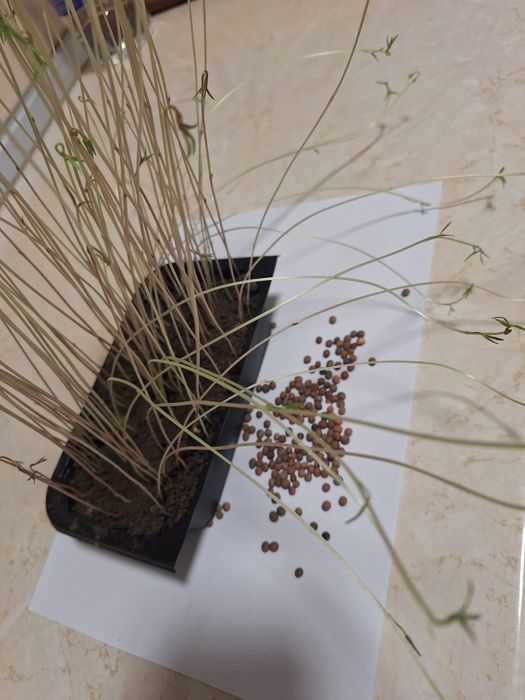 Sămânță Mazariche pt Borceag, Sămânță SORG ROSU, Ovăz, Mazăre, Orzoaic