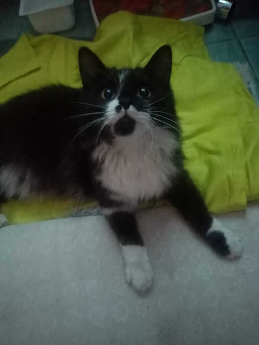 Отдам  пушистого котика