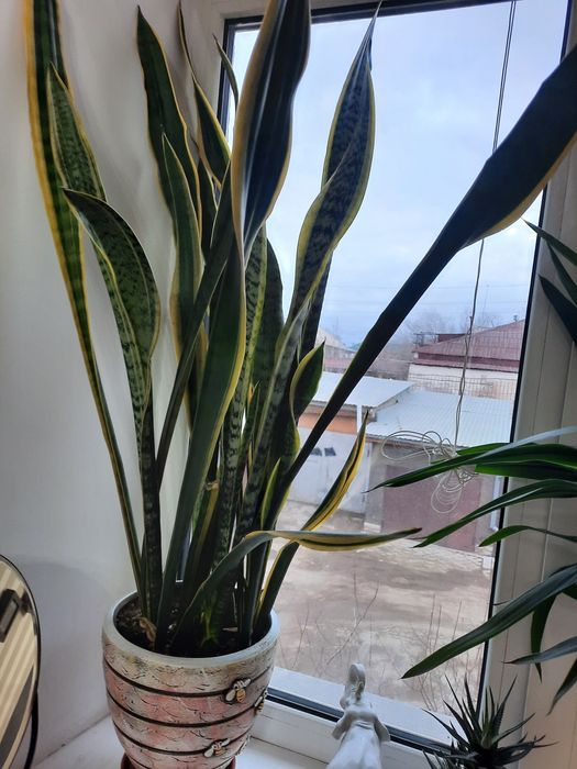 Цветы домашнии большие