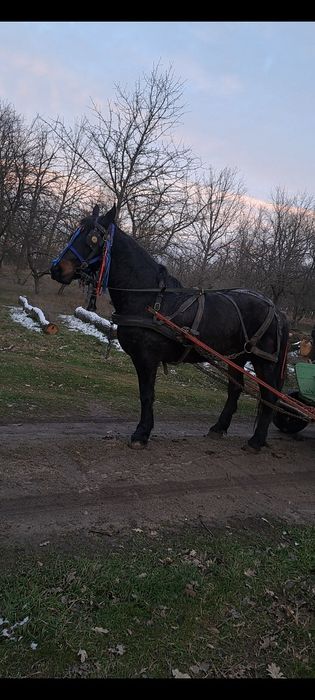 De vânzare cal castrat de 8 pe 9 anii
