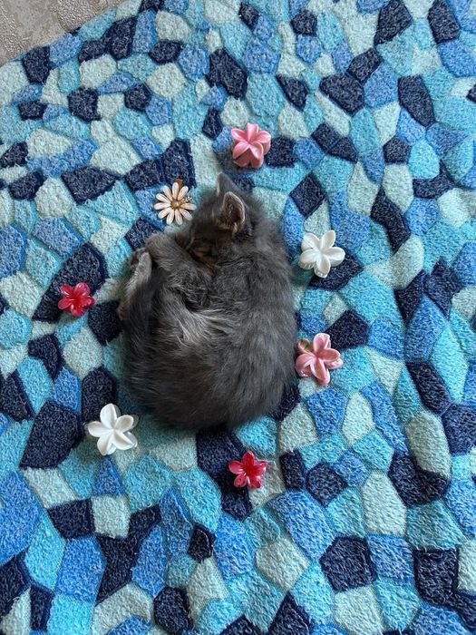 Отдам котят бесплатно