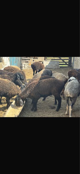 Қой сатылды, койлар тоқтылар т.б