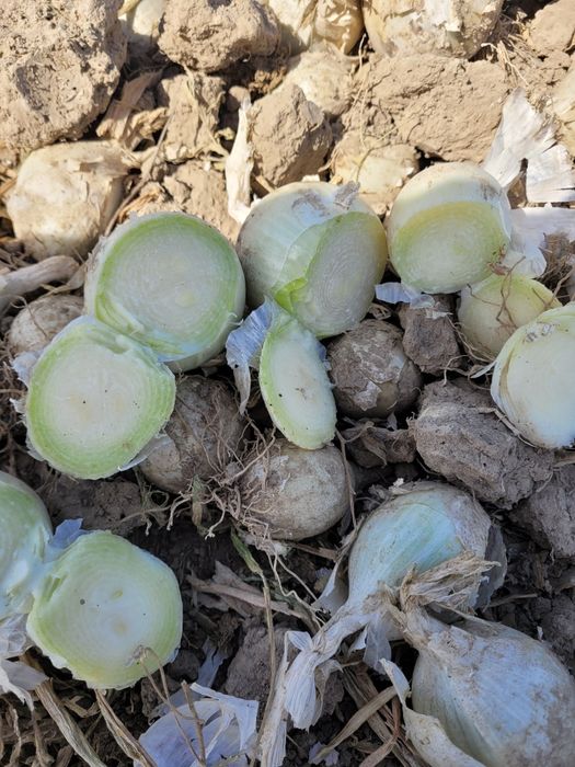 Стардаст Белый лук