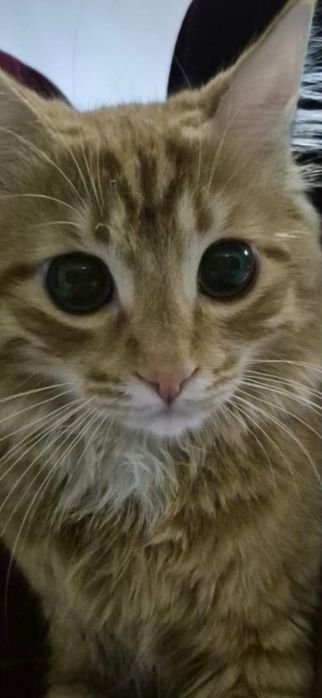 Котенок отдам даром