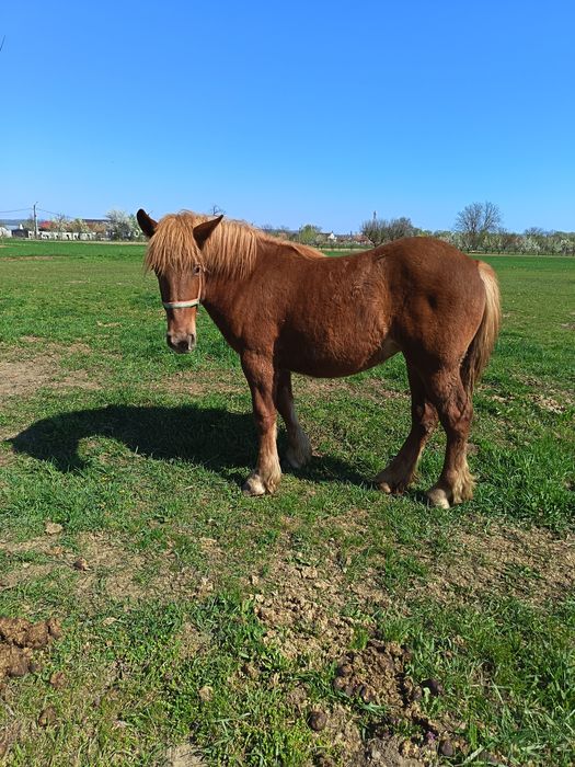 Vind minza de 11 luni