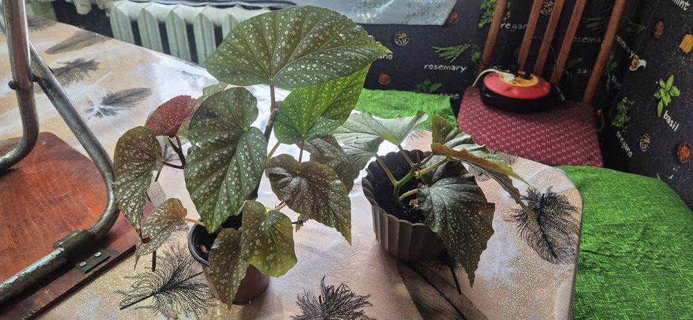 Продам комнатные растения