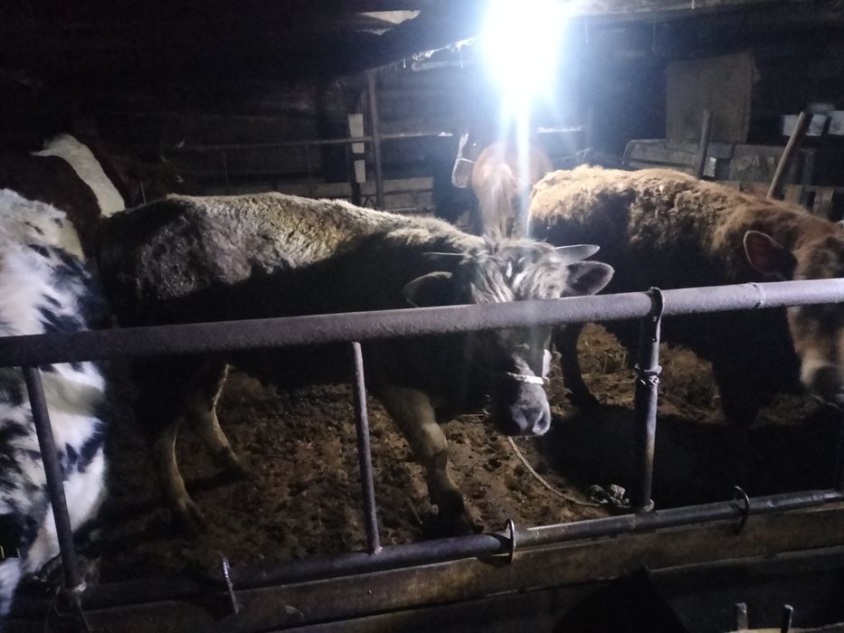 Ассалаумағалейкум оптом бука сатамын