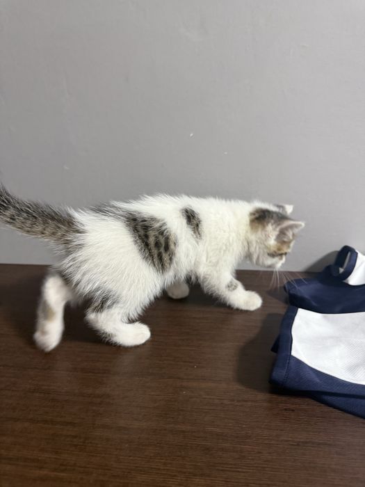 Отдам котенка бесплатно мальчик
