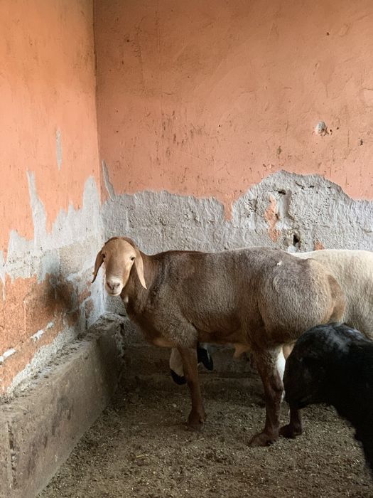 Qoy. Киргиз Арашан кочикори Зотга