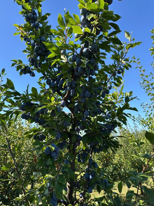 Prune tuica de vanzare