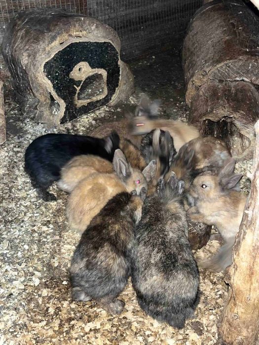 Мини зайчета 2025